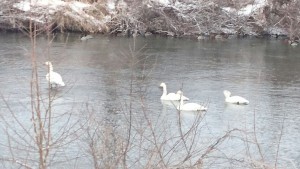 Swans (2)